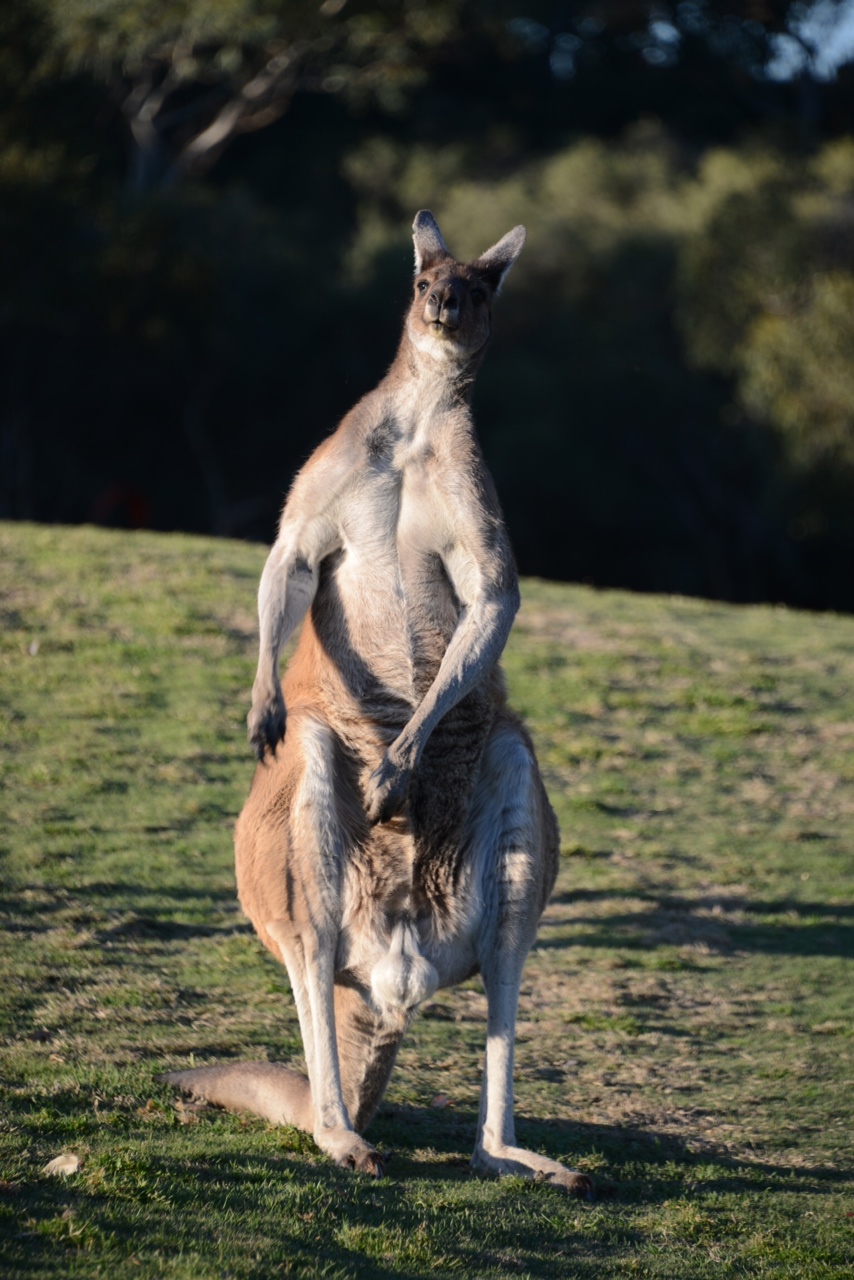 Grandpa Roo